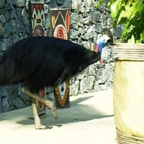 Aves del Paraíso