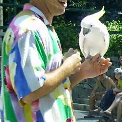 Aves del Paraíso