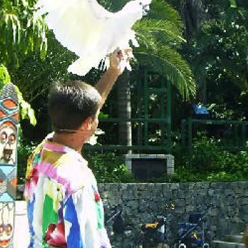 Aves del Paraíso
