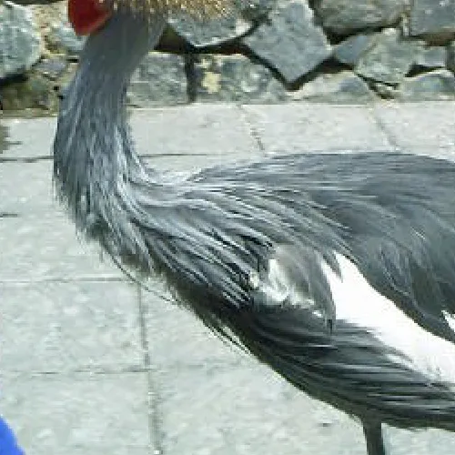Aves del Paraíso