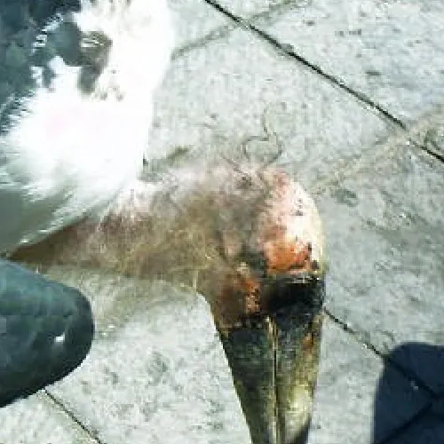 Aves del Paraíso