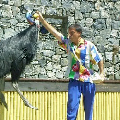 Aves del Paraíso