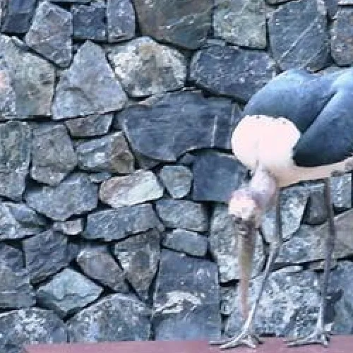 Aves del Paraíso