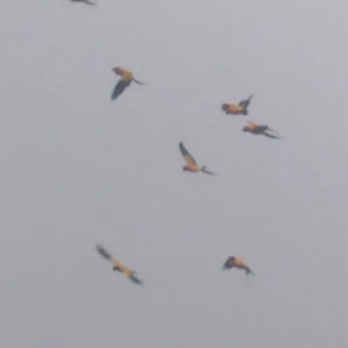 Aves del Paraíso