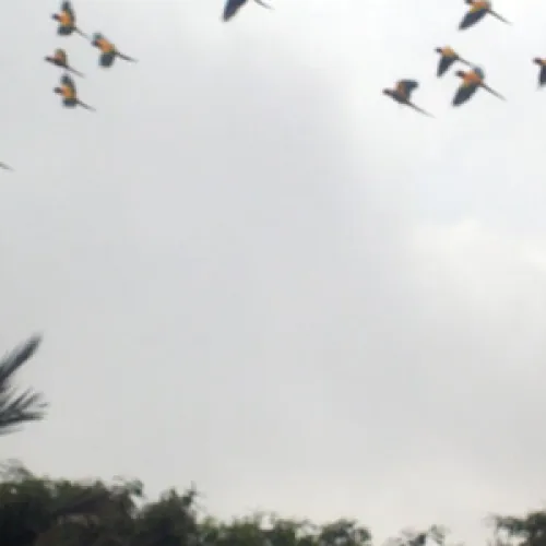 Aves del Paraíso