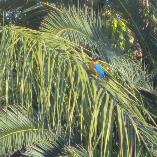 Aves del Paraíso