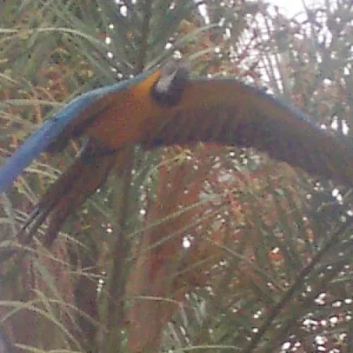 Aves del Paraíso