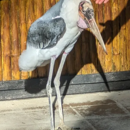 Aves del Paraíso
