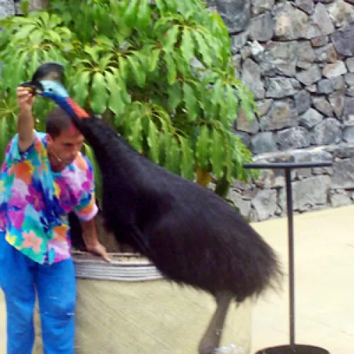Aves del Paraíso