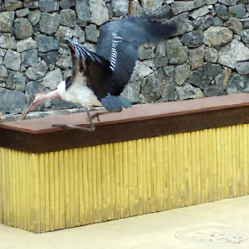 Aves del Paraíso