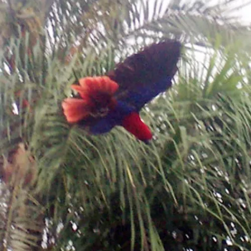 Aves del Paraíso
