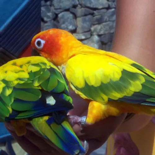 Aves del Paraíso
