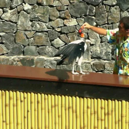 Aves del Paraíso