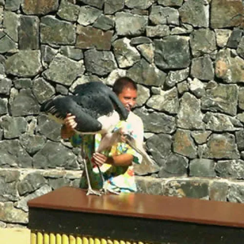 Aves del Paraíso