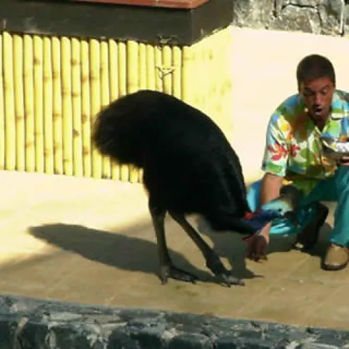 Aves del Paraíso