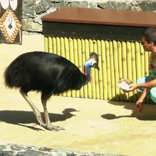 Aves del Paraíso