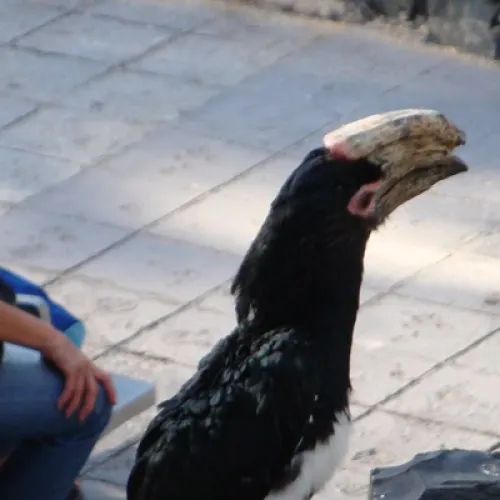Aves del Paraíso