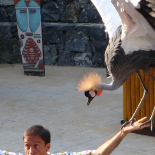 Aves del Paraíso