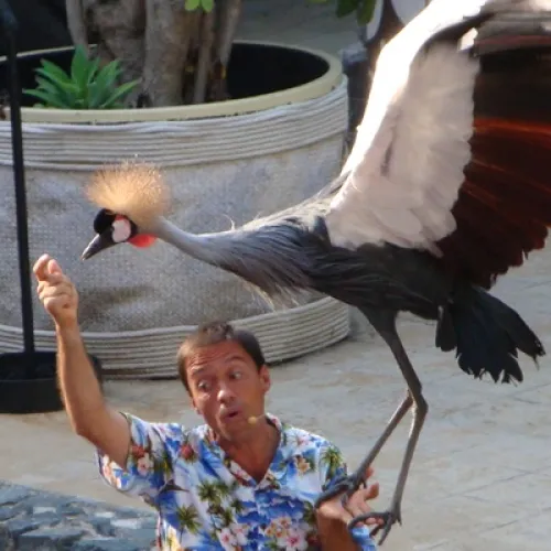 Aves del Paraíso