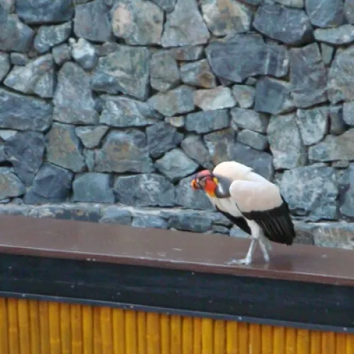 Aves del Paraíso