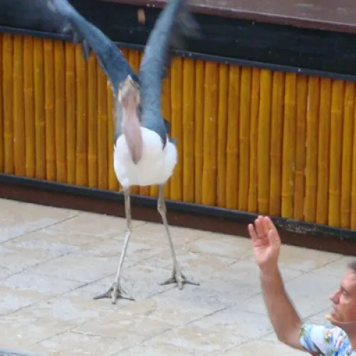 Aves del Paraíso