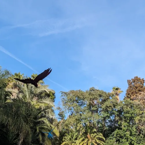 Aves del Paraíso