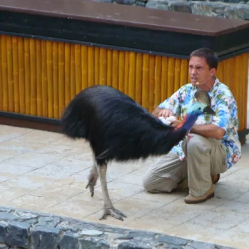 Aves del Paraíso
