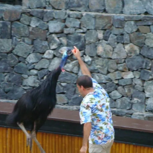 Aves del Paraíso