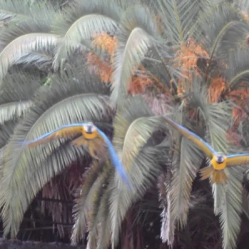 Aves del Paraíso