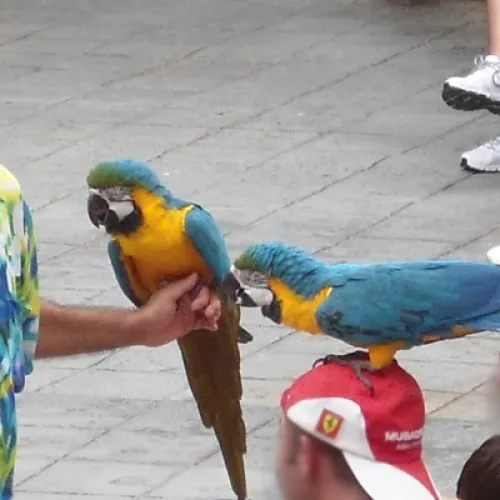 Aves del Paraíso