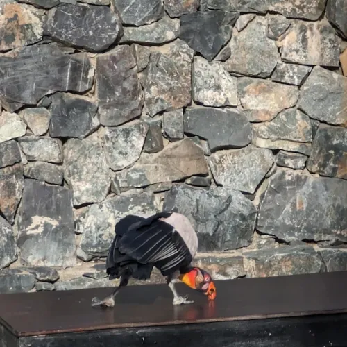 Aves del Paraíso
