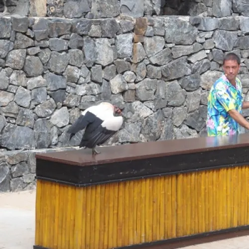 Aves del Paraíso
