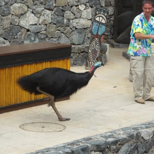 Aves del Paraíso