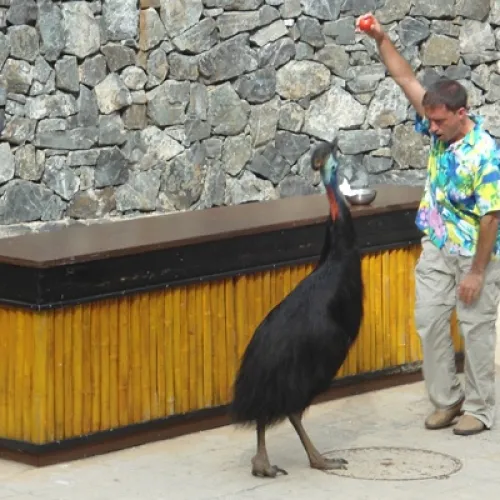 Aves del Paraíso