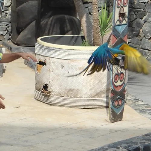 Aves del Paraíso