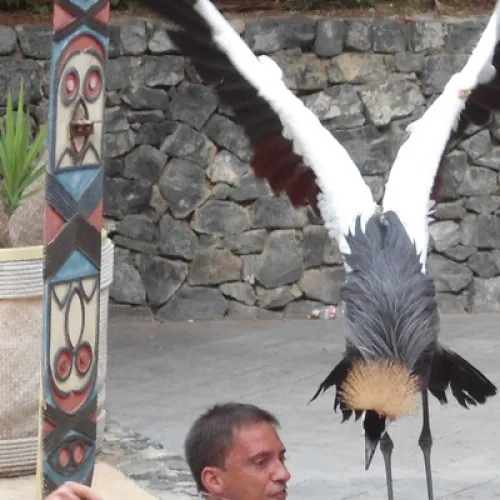 Aves del Paraíso