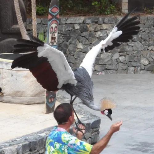 Aves del Paraíso