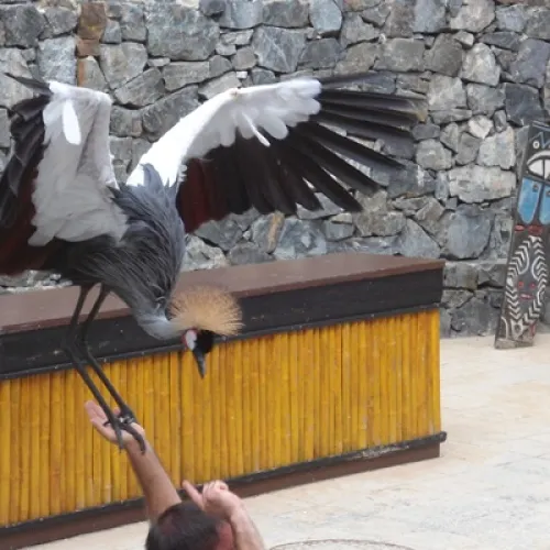 Aves del Paraíso