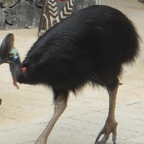 Aves del Paraíso