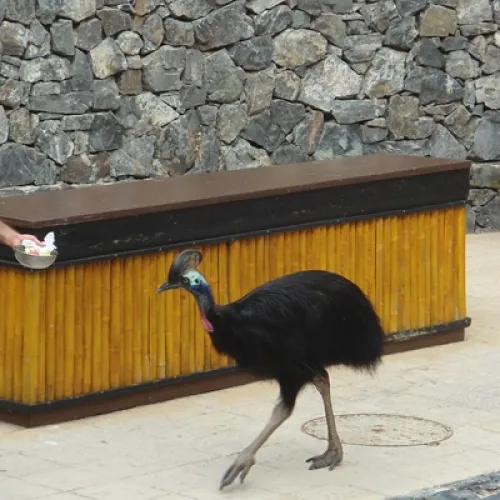 Aves del Paraíso