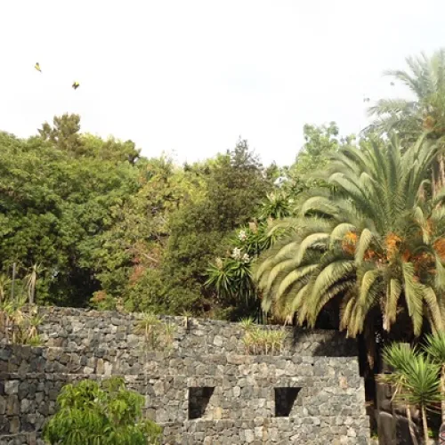 Aves del Paraíso