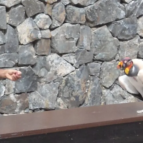 Aves del Paraíso