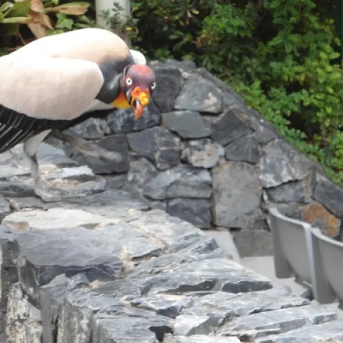 Aves del Paraíso