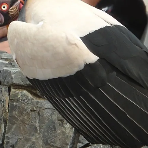 Aves del Paraíso