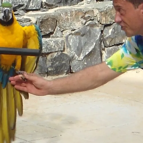 Aves del Paraíso