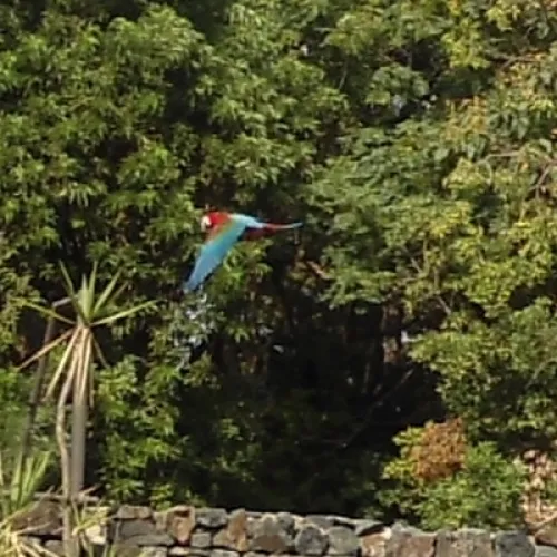 Aves del Paraíso