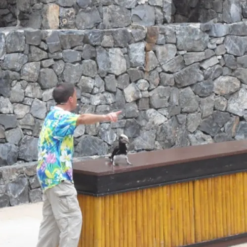 Aves del Paraíso