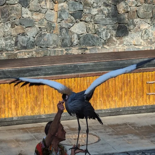 Aves del Paraíso