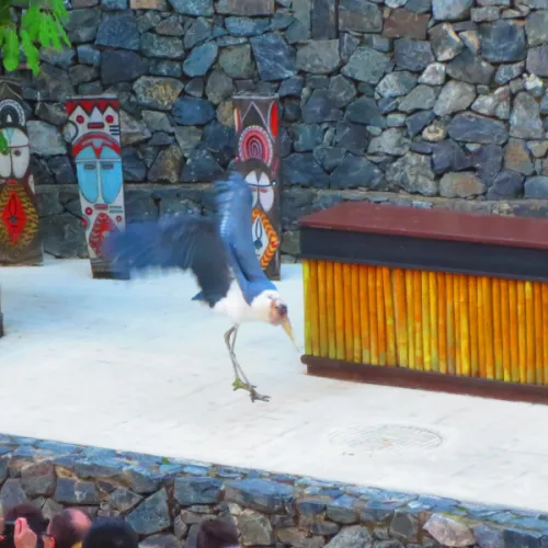 Aves del Paraíso