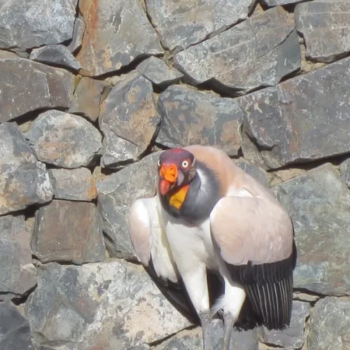 Aves del Paraíso